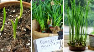 growing-garlic