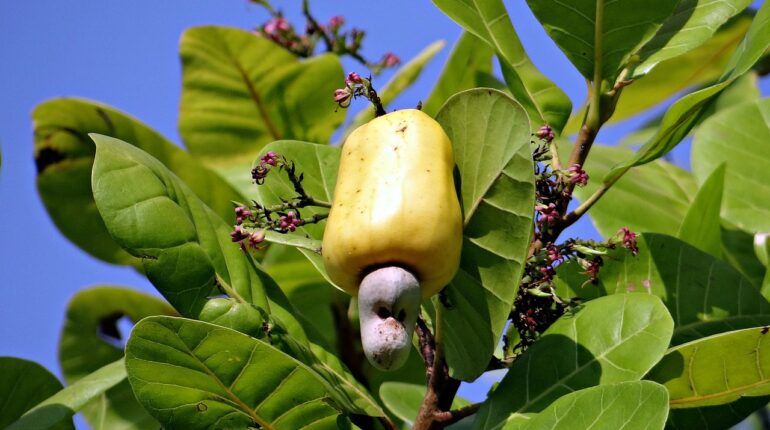 cashew nuts, fruit, ripe