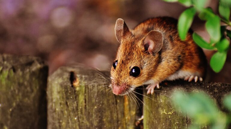 mouse, rodent, cute