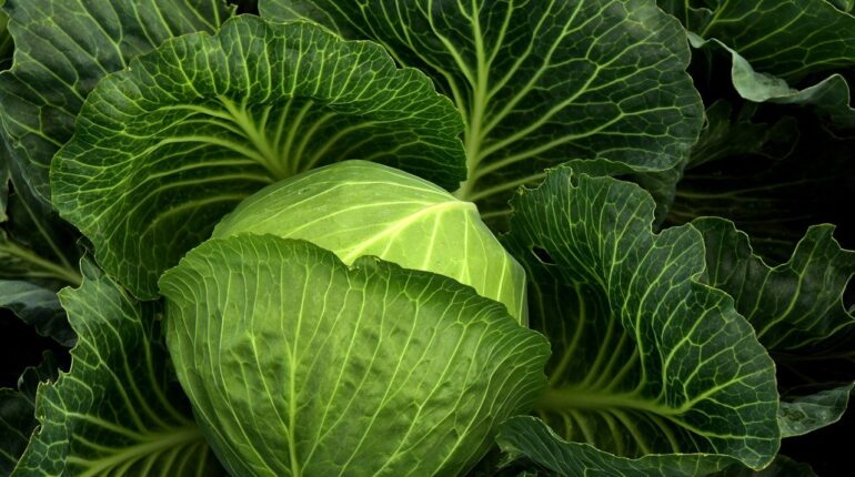 cabbage, cultivation, vegetables