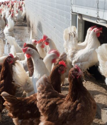 chicken, hen, factory farming