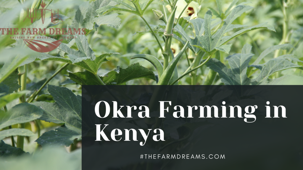 okra farming business plan