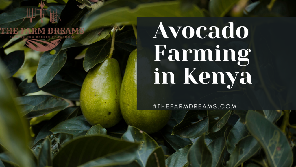 avocado farming business plan kenya