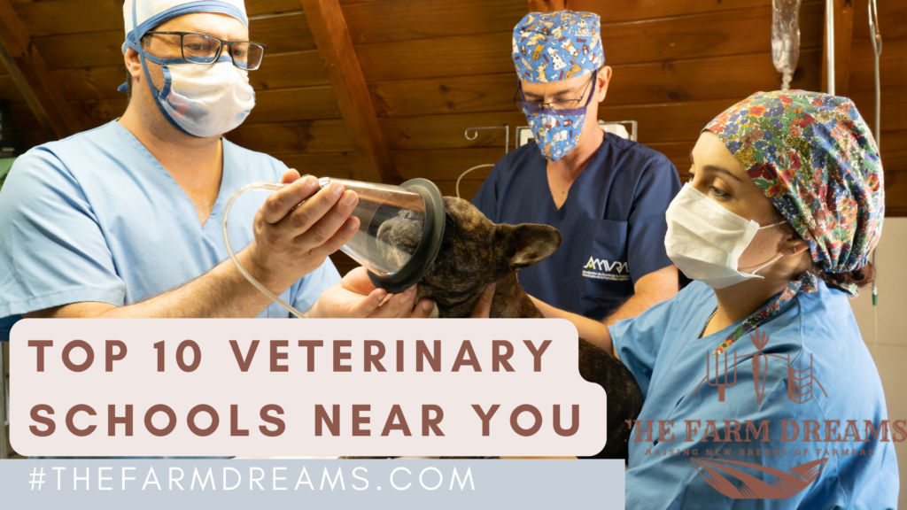 List Of Top 10 Vet Schools In Tennessee 2022 - How To Enroll In ...