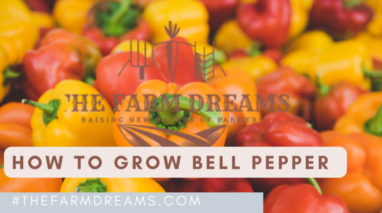 How_to_grow_bell_pepper