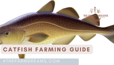 Catfish_farming_guide