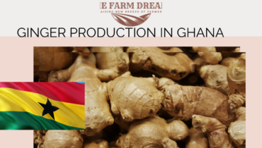 Ginger production