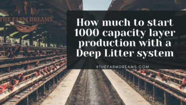 How_Much_To_Start_1000_Capacity_Layer_Production